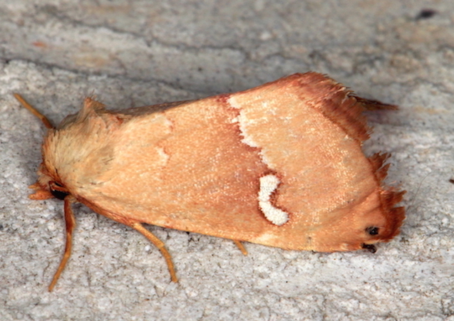 Noctuidae III - Haemerosia renalis